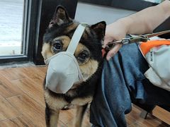 -瑞派动物医院·绝育·犬猫全科·预防医学(光景江南中店)