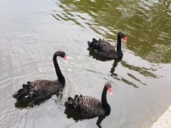 -石家庄市动物园