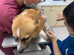 -爱诺耐芙动物医院(万博店)