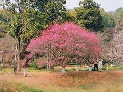 -杭州植物园