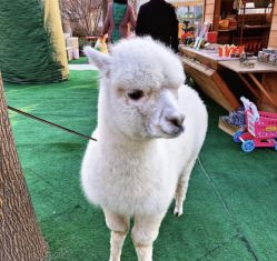 -萌宠亲子动物乐园(槐房万达店)