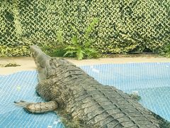 -广州长隆飞鸟乐园