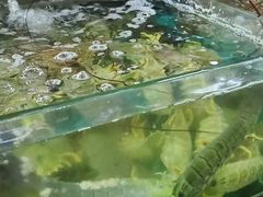 -班赞海鲜市场