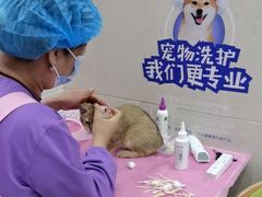 -北京观赏动物医院·24小时大型综合·猫专科·异宠专科