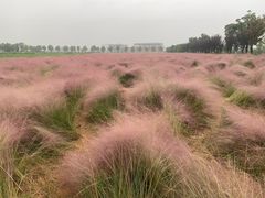 -映月湖中央公园