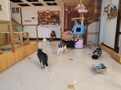 -Catmate·猫肥家润(金润铂宫店)