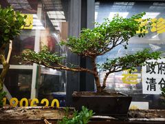 -龙大花卉苗木市场