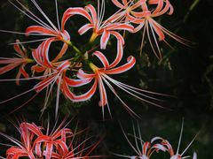 -白塘生态植物园