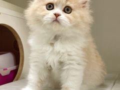 -lincat·猫舍(广州店)