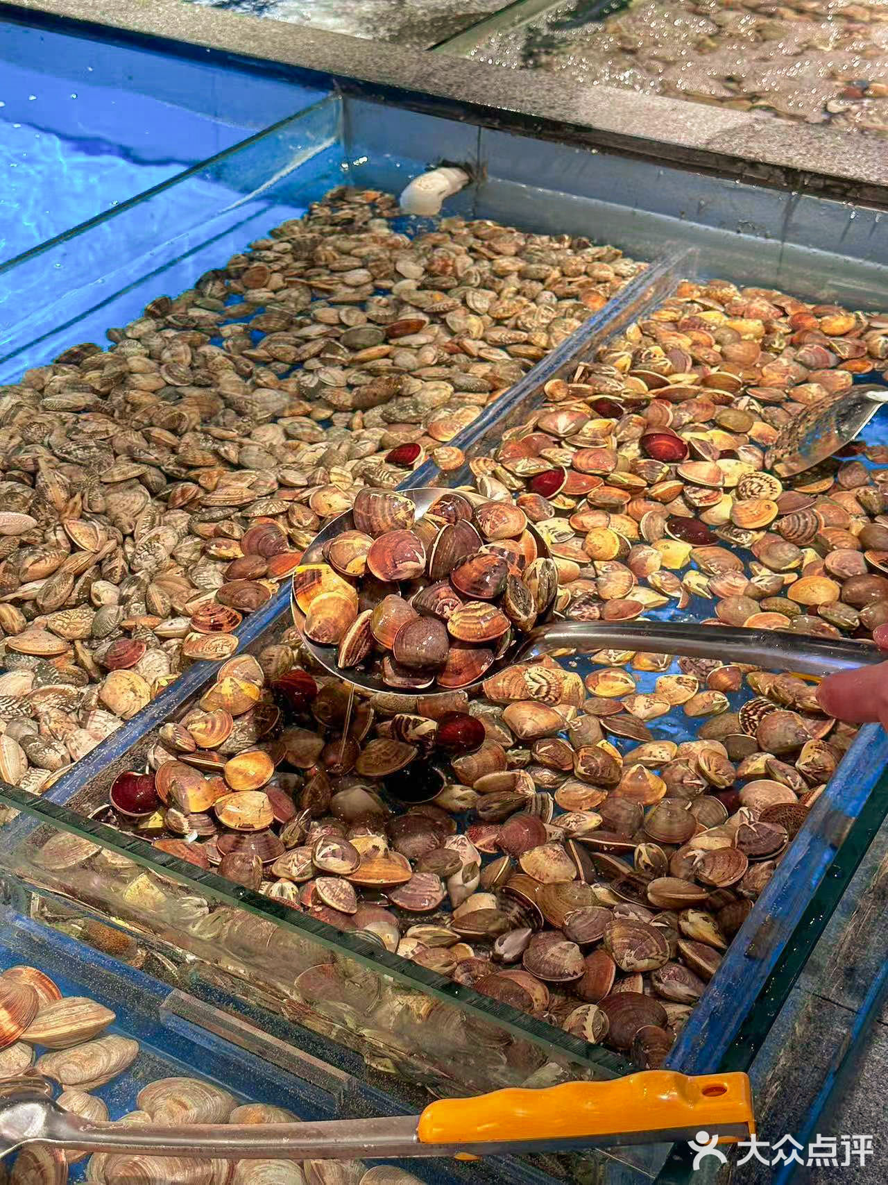 海鲜自由在这一刻达到了顶峰鲜活的海鲜鲍鱼