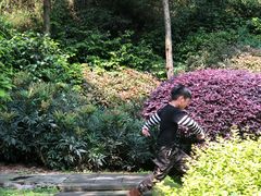 -铁山坪森林公园