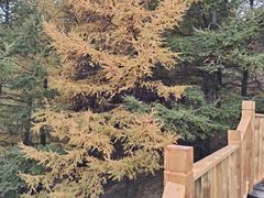 -苏木山森林公园