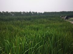 -永定河休闲森林公园