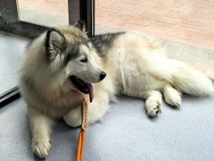 -宠物星动物医院·眼科·异宠·猫科(江南大道总院)