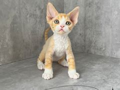 -小猫来了·猫舍(红山六九七九店)