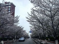 -高东镇樱花园
