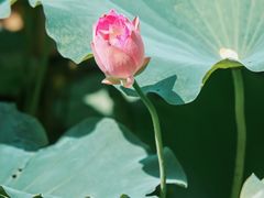 -厦门园林博览苑