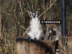 -云南野生动物园