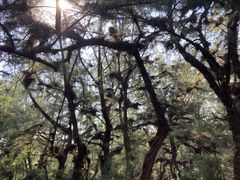 -北海金海湾红树林生态旅游区