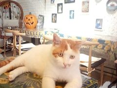 -平行世界·猫咖(首经贸店)
