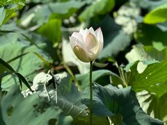 -梁鸿国家湿地公园