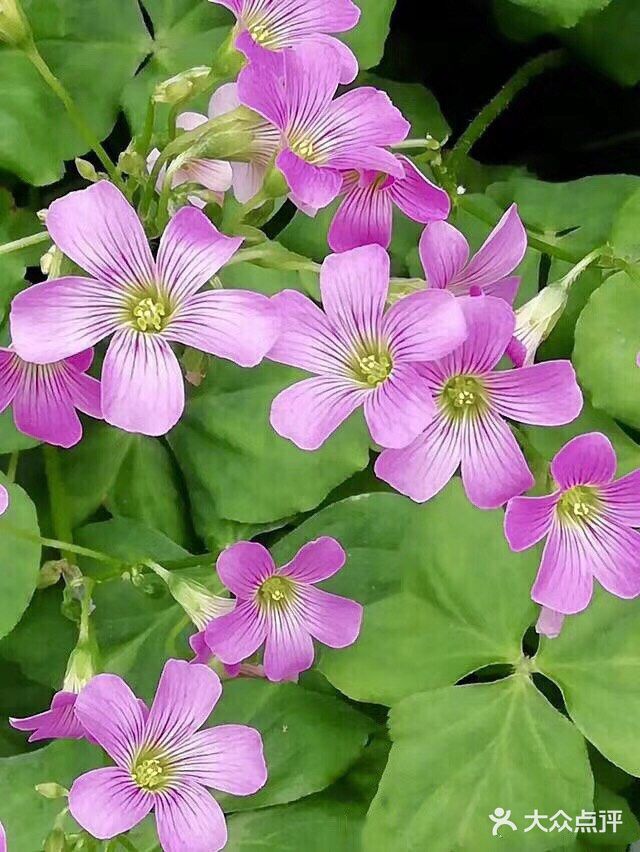 这是适合播种的时节。花怒放，人有情