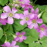 这是适合播种的时节。花怒放，人有情