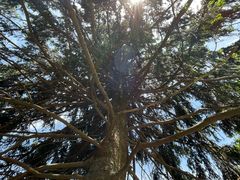 -庐山风景区花径公园