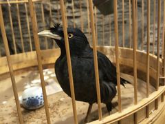 -北京全聚德(西客站店)