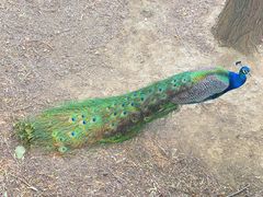 -北京麋鹿生态实验中心