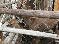 -静之湖湖畔餐厅