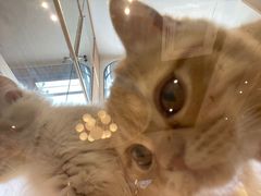 -啵啵喵·猫咖(攀华国际店)
