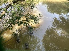 -中国扬子鳄村