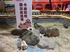 -顺德南宏海立方海洋公园