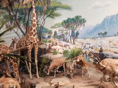 -美国自然历史博物馆