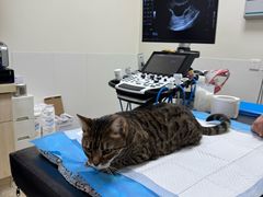 -美联众合动物医院·24h转诊中心