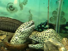 -泉州海丝野生动物世界