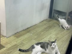 -废柴猫概念馆·桌游电玩卡牌(人广世茂店)