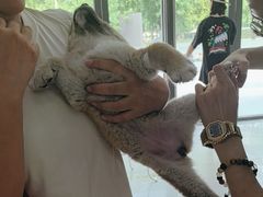 -中农国际动物医院24小时·猫科·骨科·急重症中心