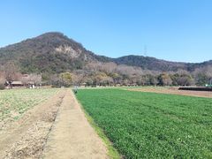 -八卦田遗址公园