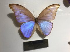 -上海昆虫博物馆