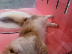 -青奢宠物·青奢猫舍