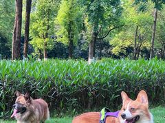 -重庆彩云湖湿地公园
