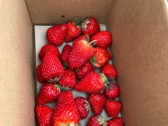 -小鱼草莓采摘园农家乐·小鱼餐厅