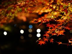 -醍醐寺
