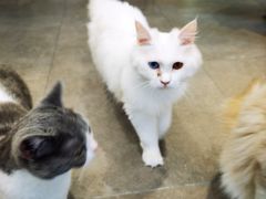 -飞行喵MR PILOT|猫舍·猫咖(静安大融城店)