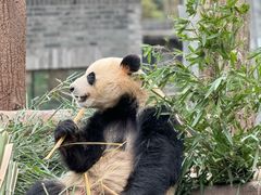 -都江堰中华大熊猫苑