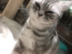 -more than meow吴止猫主题餐厅(承德 中船汇店)