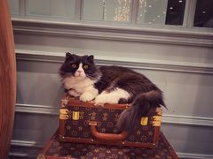 -安格丽娜·狗咖·猫咖羊驼咖(春熙路百盛商场店)