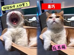 -飞行喵MR PILOT|猫舍·猫咖(静安大融城店)